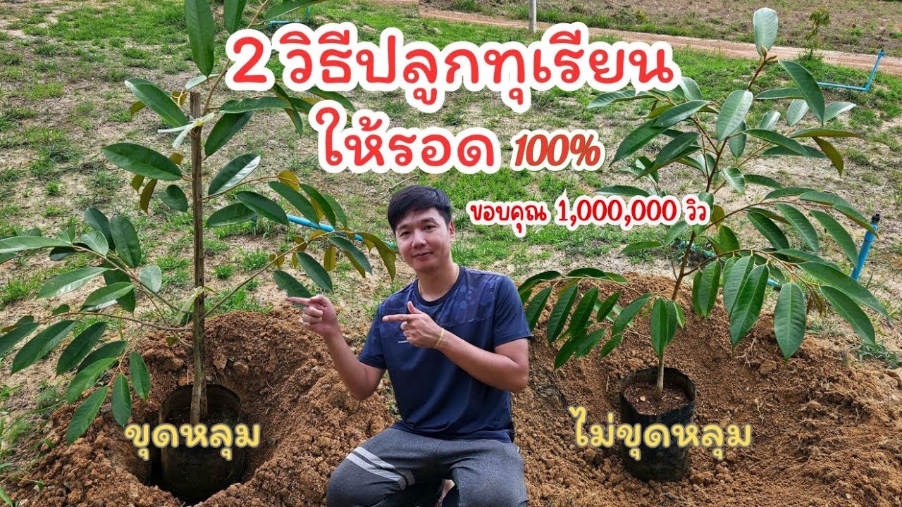 แนะนำวิธีปลูกทุเรียนให้รอด​ 100% ปลูกแบบไม่ขุดหลุด​ และปลูกแบบขุดหลุม​ ใครปลูกทุเรียนไม่รอดต้องดู