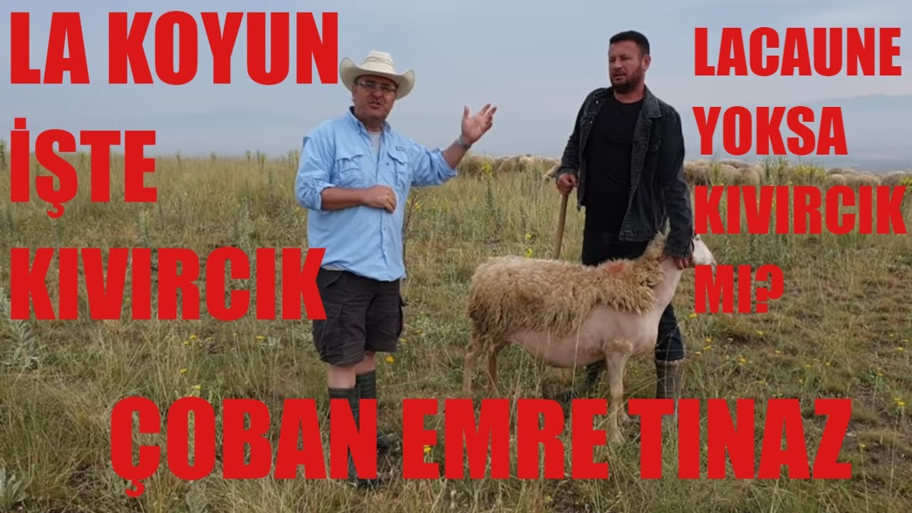 LA KOYUN KIVIRCIK | LACAUNE VE KIVIRCIK IRKLARINDA BAĞLANTI VARMI? | ESKİŞEHİR