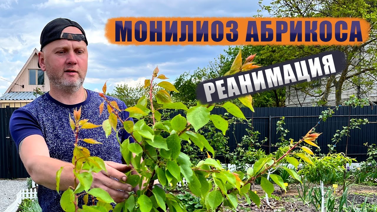 Монилиоз абрикоса. Реанимация.