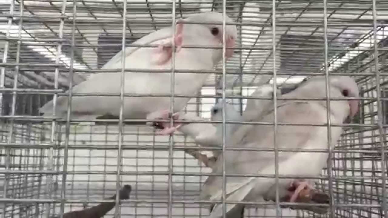 Parrotlets For Sale by Rare Parrotlet Breeders | Call: (352) 942-5710