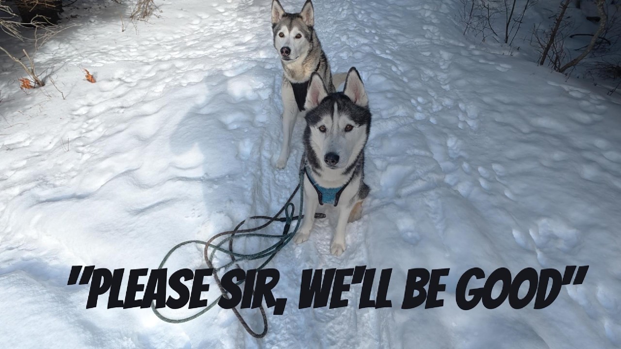 I Take Wired Huskies on a Winter Hike. Can I Wear Them Out?