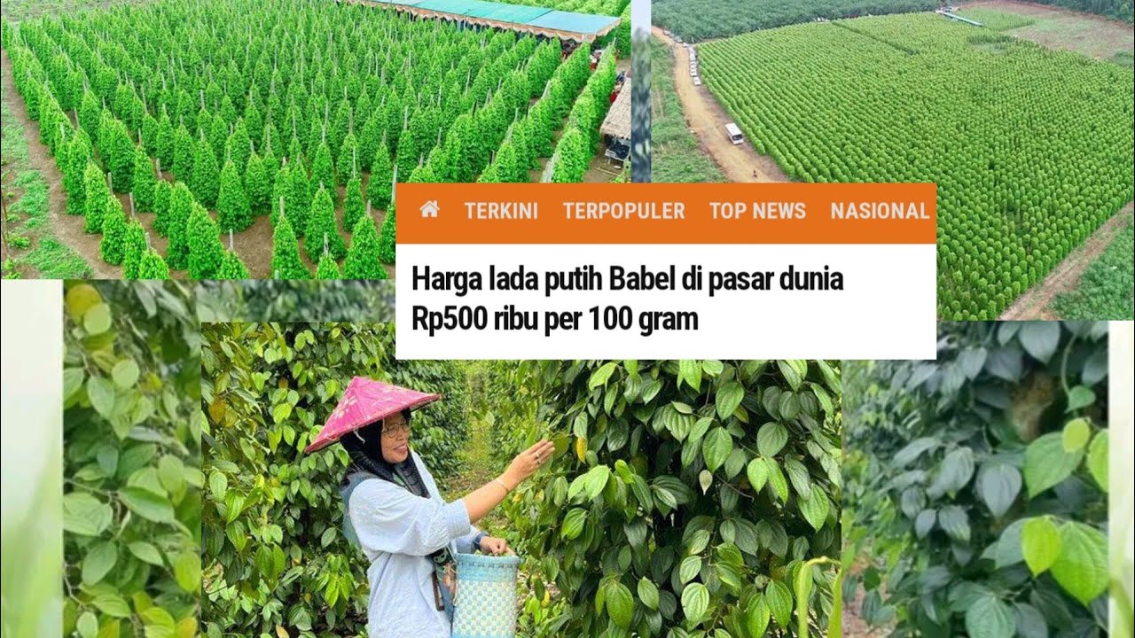 Kabar Baik!! Harga Lada Putih Bangka Belitung di Pasar Dunia Rp500 ribu per 100 gram
