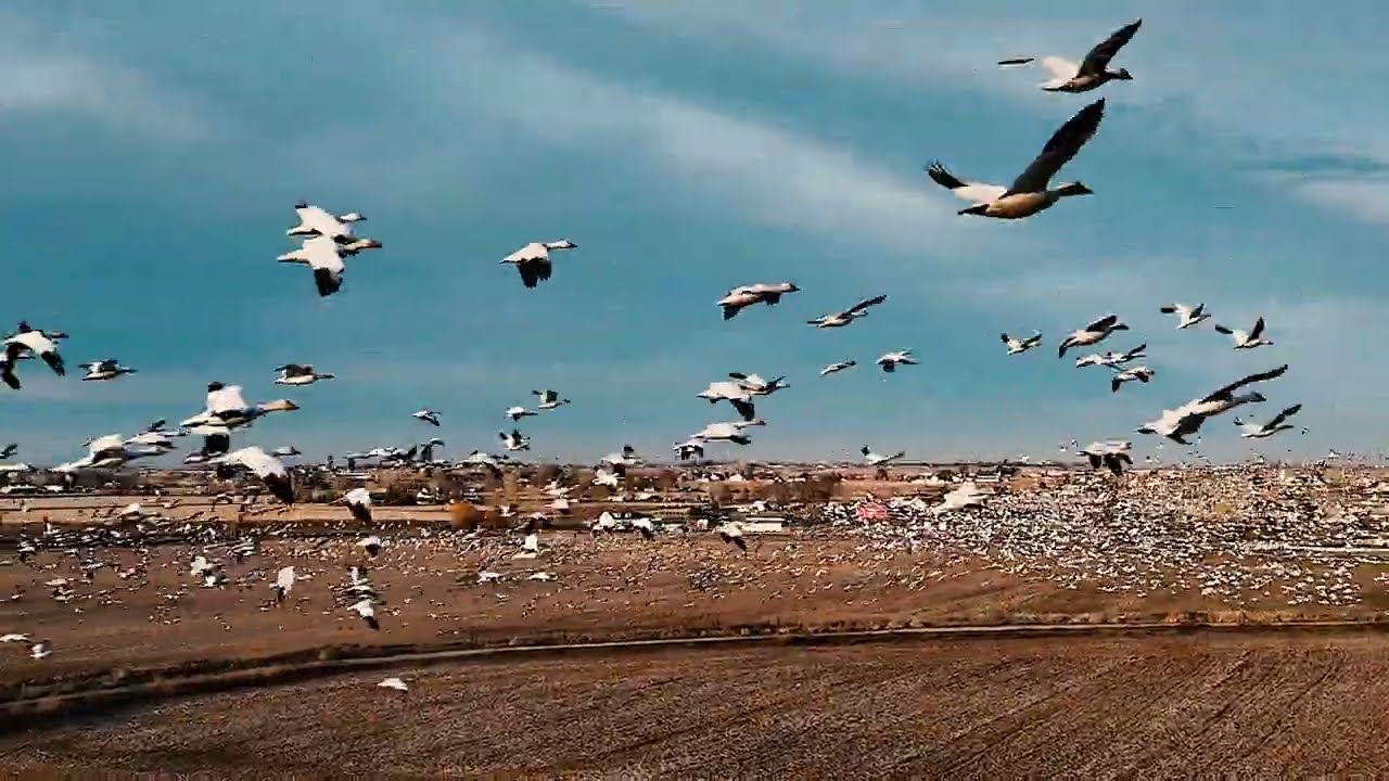 Middleton, Idaho Snow Geese - February 2026