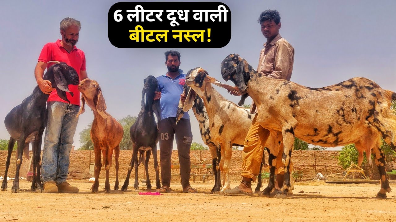 बकरी की टॉप नस्ल बीटल|Beetal Goat Farming- characteristics, Milk, Sale Price