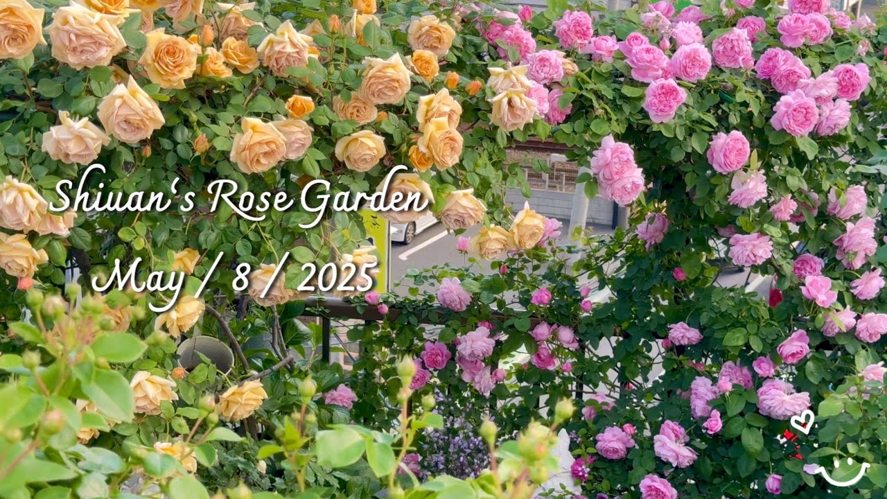 2025（4）Shiuan‘s Rose Garden 2025/5/8 花園日記　 #バラ #garden