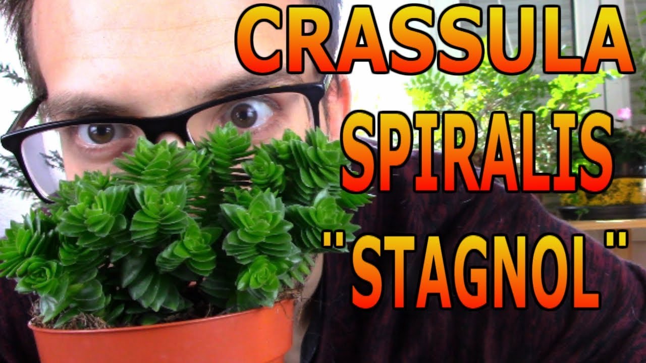 Cómo cuidar una Crassula Spiralis Stagnol, una rara y bonita hibridación de crassulas