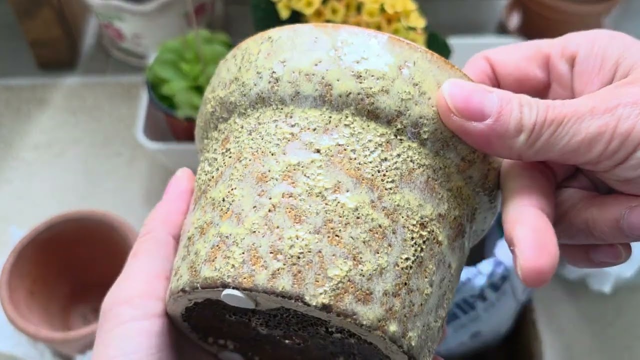 칼랑코에(노랑) 마저 델고왔어요. 화분까지 깔맞춤하기