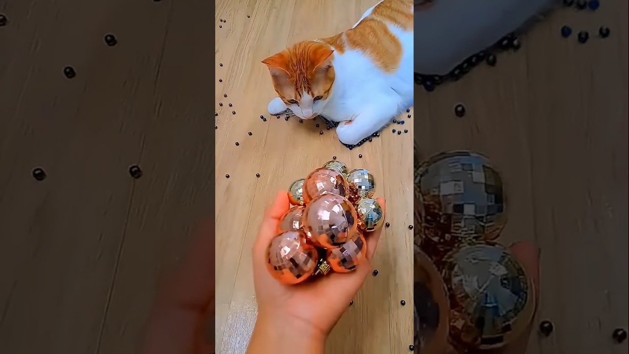 뭉치스타#reverse video #and more #cat#cat videos#reverse