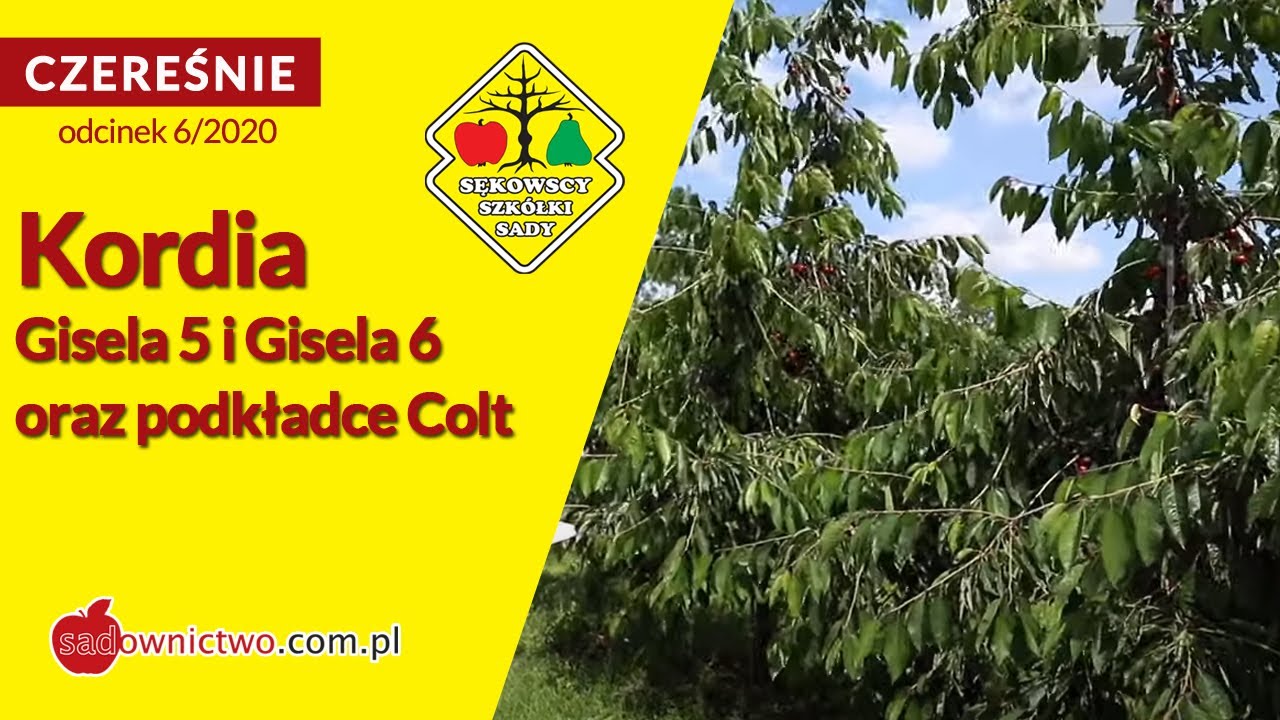 🍒 Czereśnie 2020: Kordia na Giseli 5, Giseli 6 oraz podkładce Colt - [odcinek 6/12]