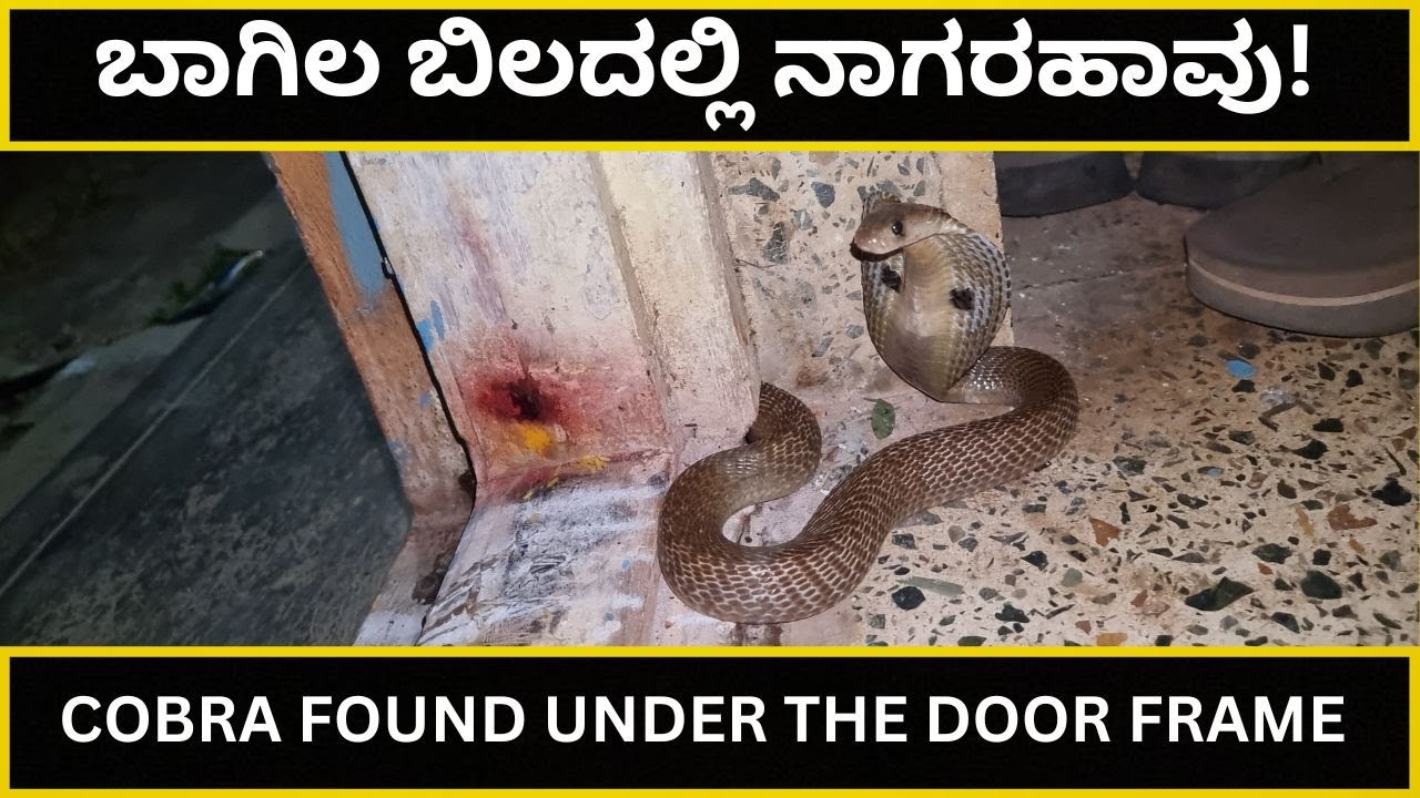 SNAKE RESCUE #94