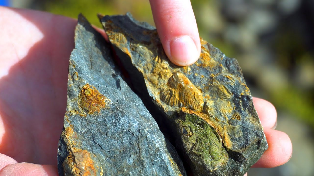 Fossil Hunting in Maine! | BLUE WORLD EXTRA