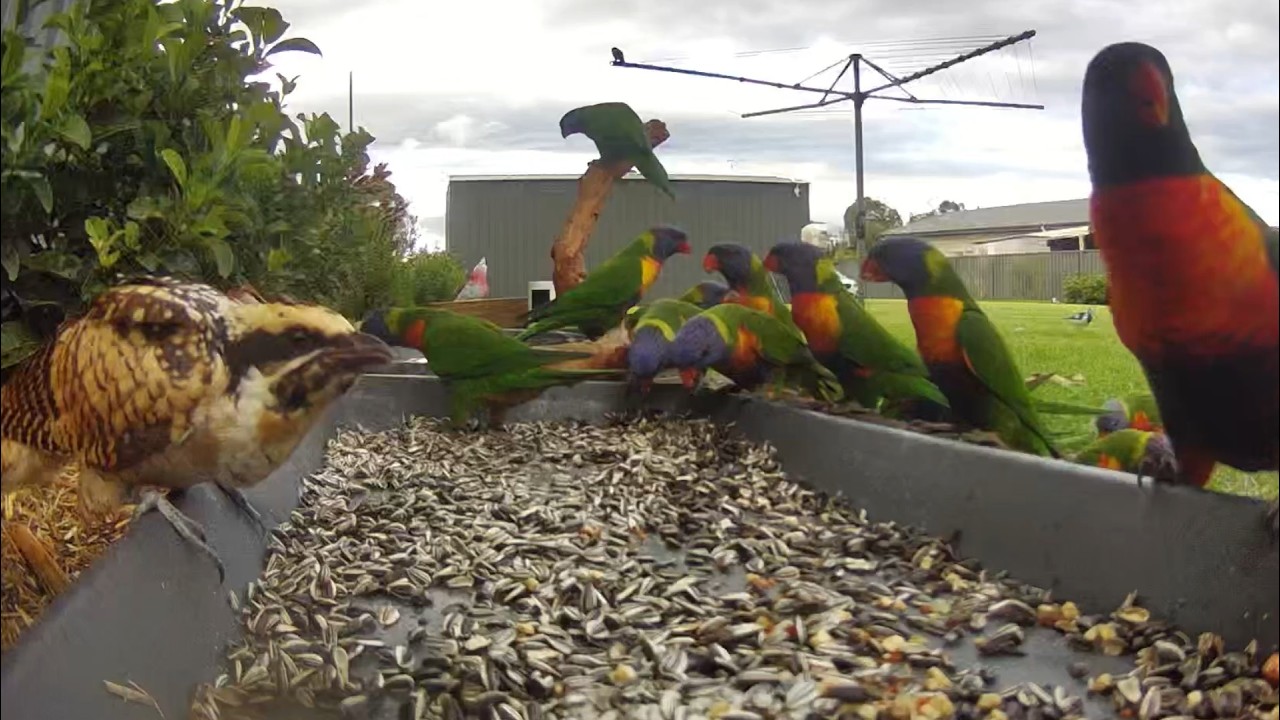 100 Lorikeets vs Eastern Koel | who will win? | Australian Bird Feeder cam | cat tv | crazy | 8/3/26