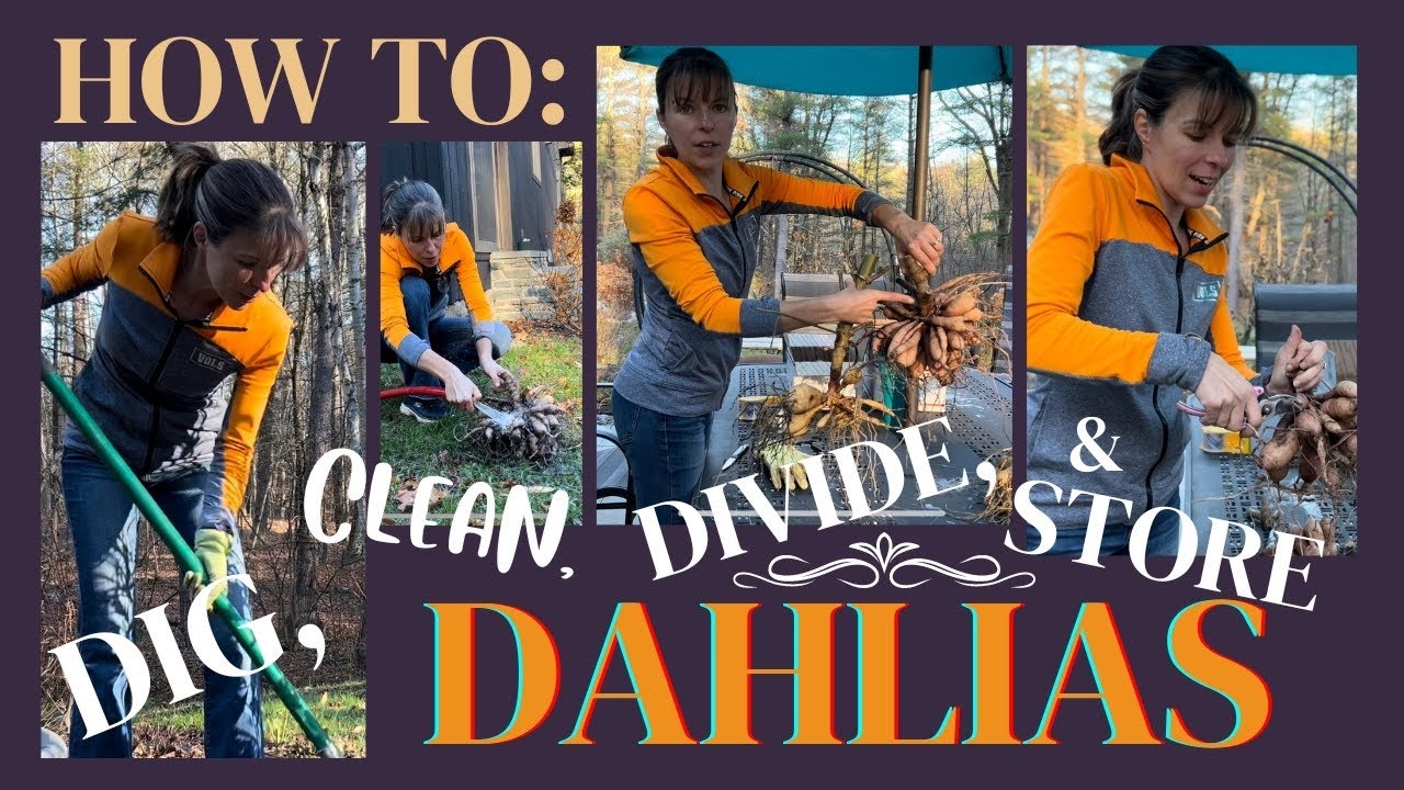 DAHLIAS: HOW TO DIG & DIVIDE / DAHLIA STORAGE FOR WINTER / TUBER SIZE VS PRODUCTION / MY FAV DAHLIA
