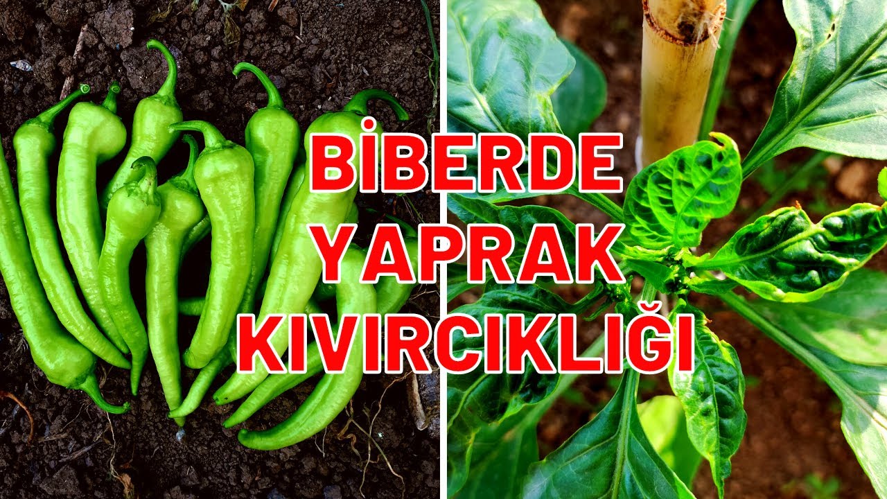 BİBERDE YAPRAK KIVIRCIKLIĞI NEDENİ VE ÇÖZÜMÜ