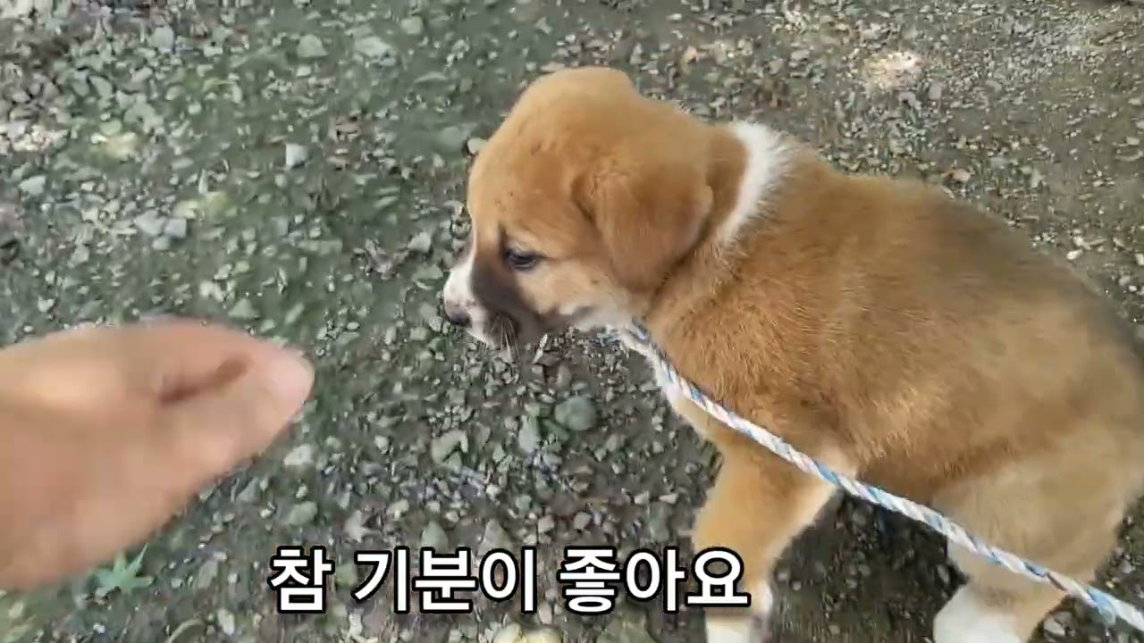 새울이와 만나는 날#똥강아지#카나리아tv