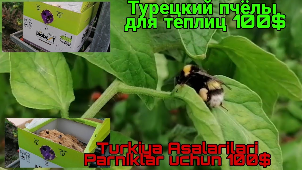 Turkiya Asalarilari Parniklarni changlatish uchun arilar. Турецкий пчёлы для теплиц.Biobest