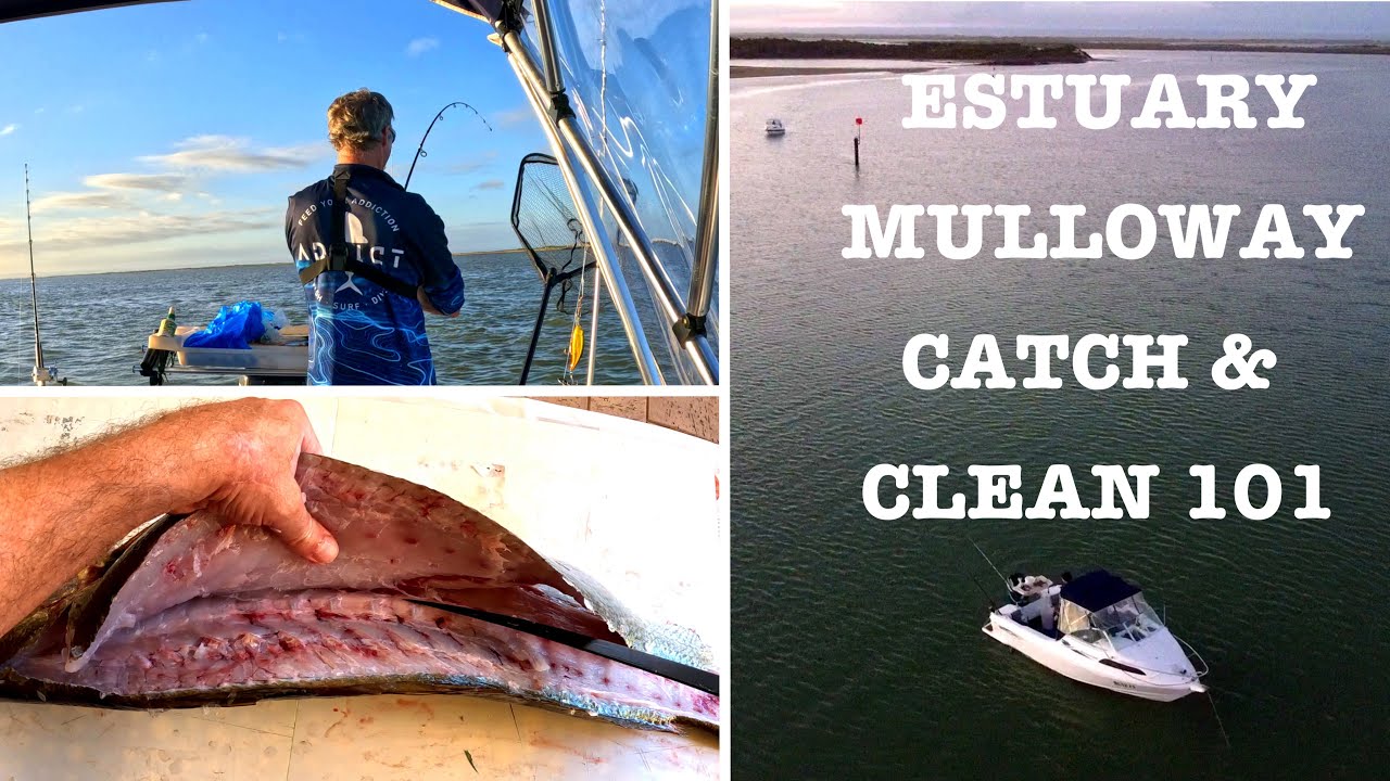 ESTUARY MULLOWAY HOW TO CATCH & CLEAN 101 Ep 78