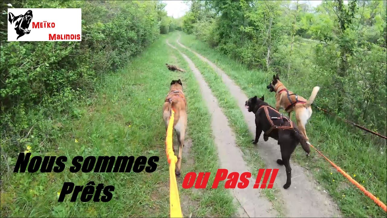 Préparation : 1ère Compétition de Canicross