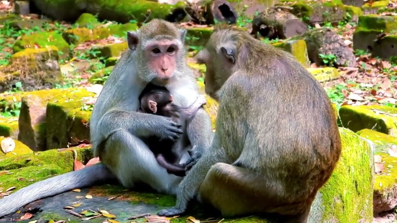 Looks Like a Miracle: Newborn Baby So Strong and Healthy Now 🤍🕊️