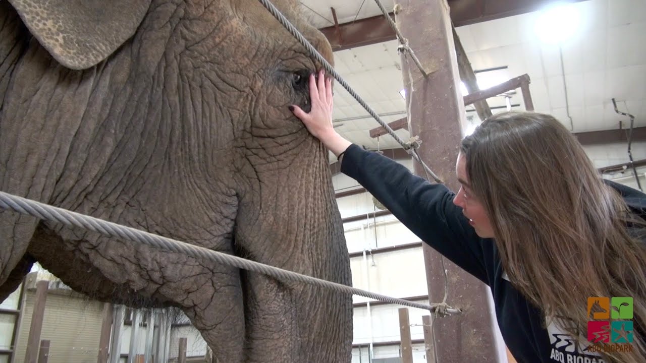 An elephant-sized effort went into helping Irene the elephant when she needed eye surgery.