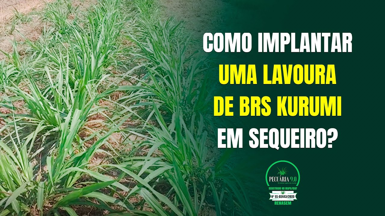 Como implantar uma lavoura de Kurumi em sequeiro