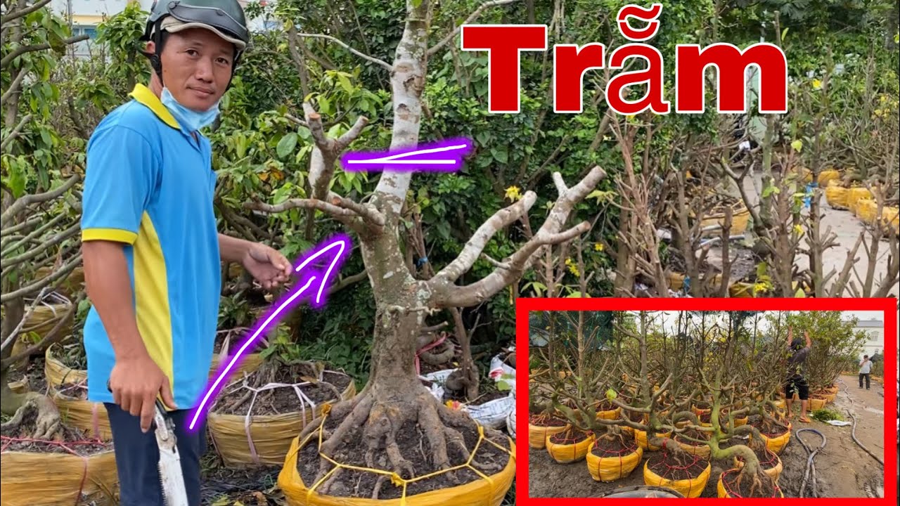 Đi Chợ Phôi Mai Vàng Lớn Nhất Miền Tây Và Cái Kết