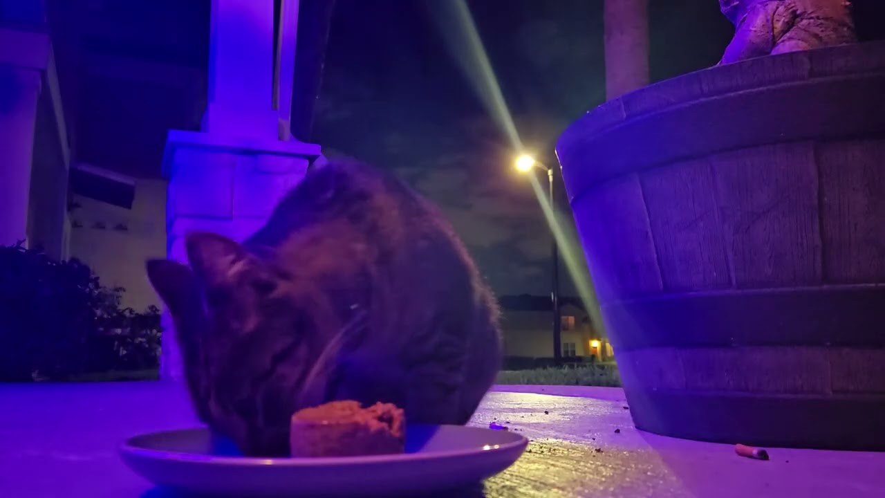 Feeding a weary stranger🐅