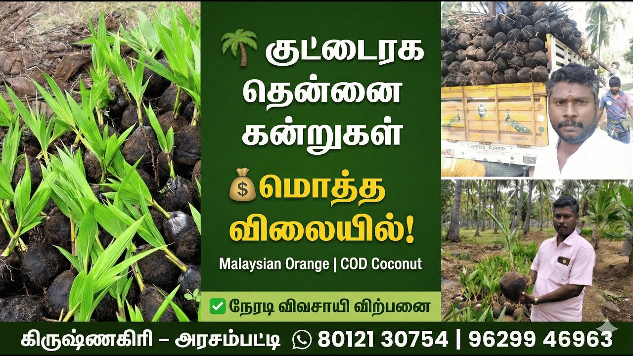 🌴 குட்டைரக தென்னை கன்றுகள் மொத்த விலையில்! | Malaysian Orange & COD Coconut