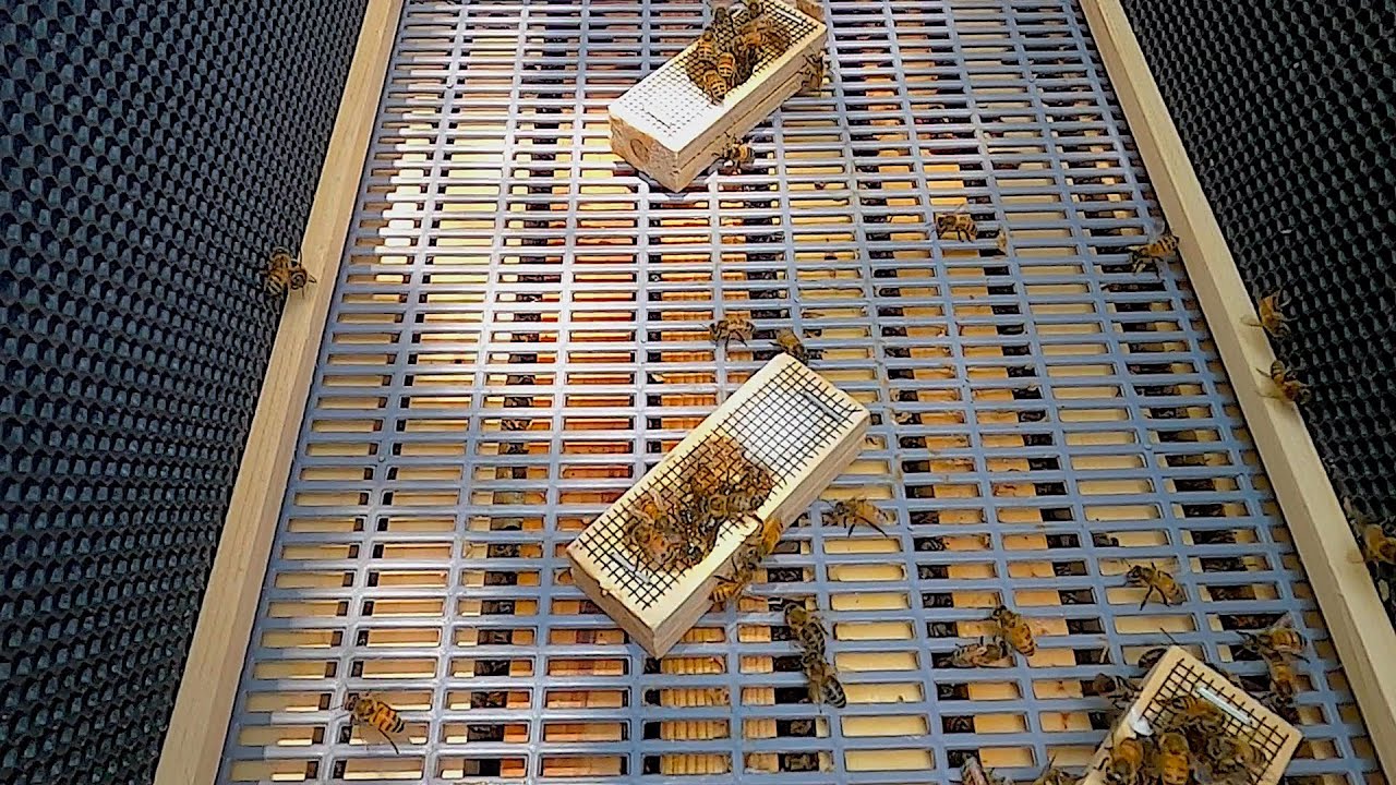 How To Make A Queen Bank For Honey Bee Queens In A Queenright Colony