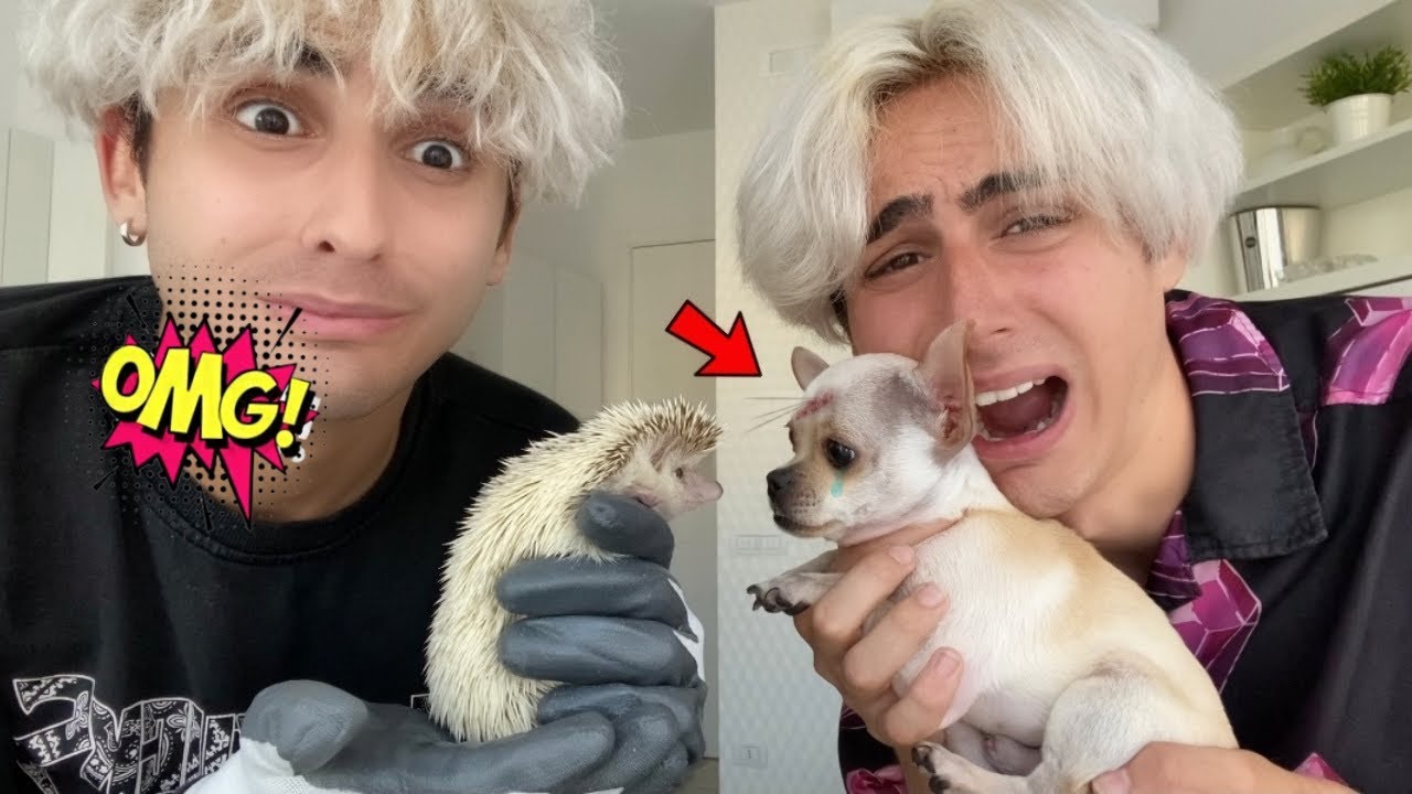 IL NOSTRO CAGNOLINO È STATO PUNTO DA UN RICCIO! *pericoloso*