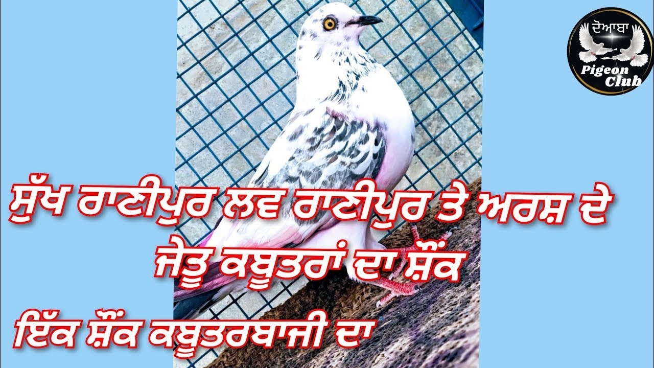 ਇੱਕ ਸ਼ੌਂਕ ਕਬੂਤਰਬਾਜ਼ੀ ਦਾ,,ਸੁੱਖ ਰਾਣੀਪੁਰ ਲਵ ਰਾਣੀਪੁਰ ਤੇ ਅਰਸ਼ ਦੇ ਜੇਤੂ ਕਬੂਤਰਾਂ ਦਾ ਸ਼ੌਂਕ part 1