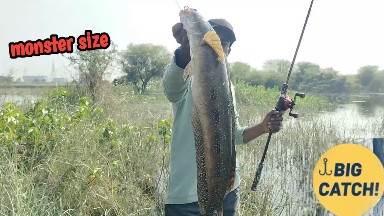 Big monster tiger snakehead catch in Indian village Rivers | snakehead Fishing video | 
