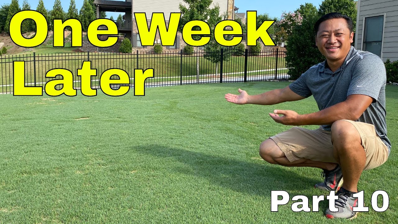 [TOP DRESSING RESULTS] How to FIX an UGLY LAWN | Golf Course Lawn RENOVATION