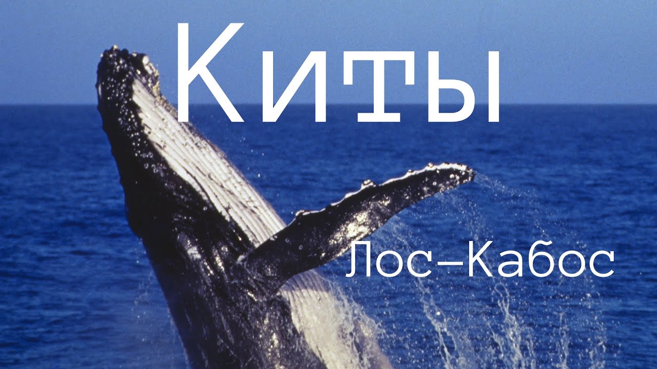 Лос-Кабос и киты 