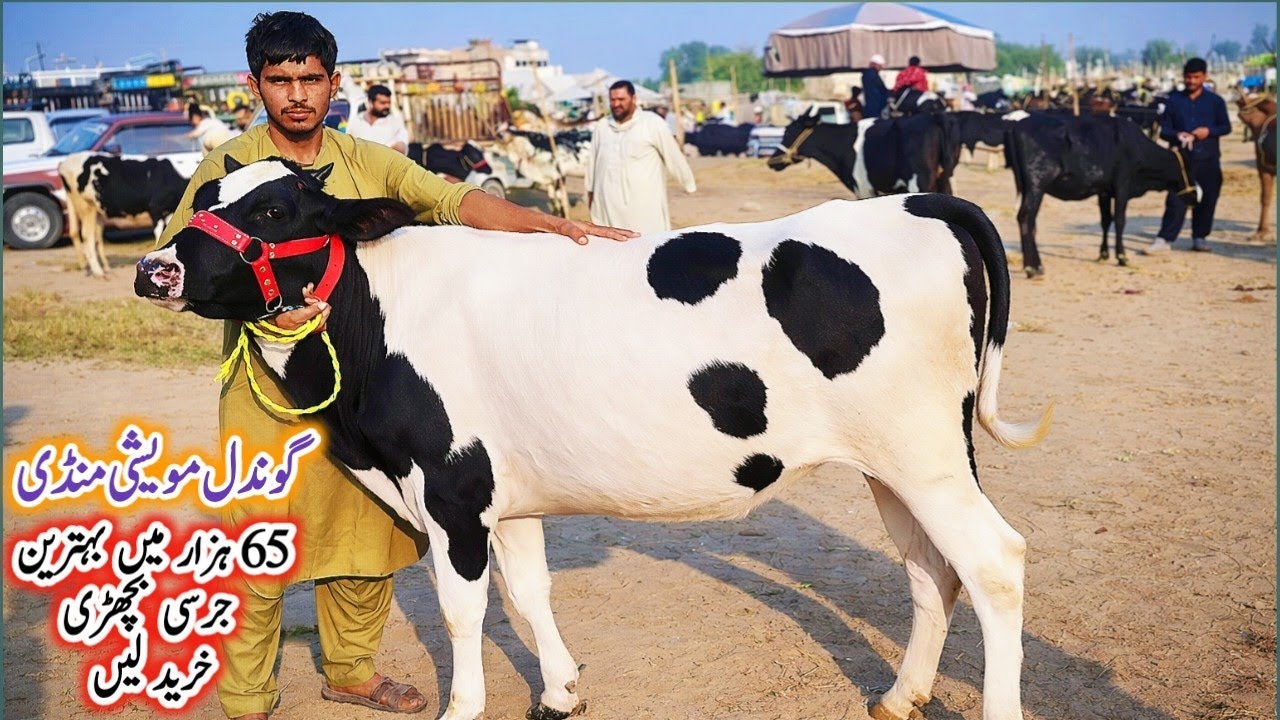 Imported heifers Fresh Rate on Gondal Mandi! Jersey heifer for sale in Punjab!HF heifer latest video