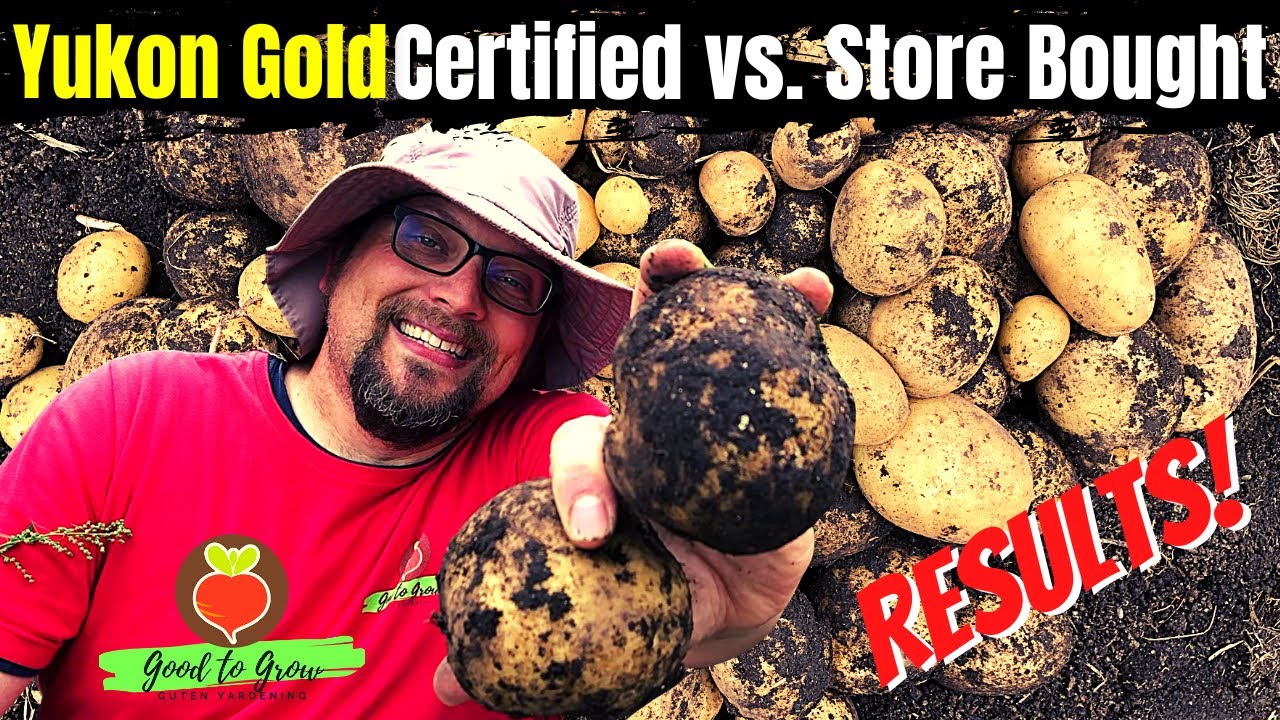 Massive Difference: Certified vs. Store Bought Yukon Gold Potato Harvest 2022