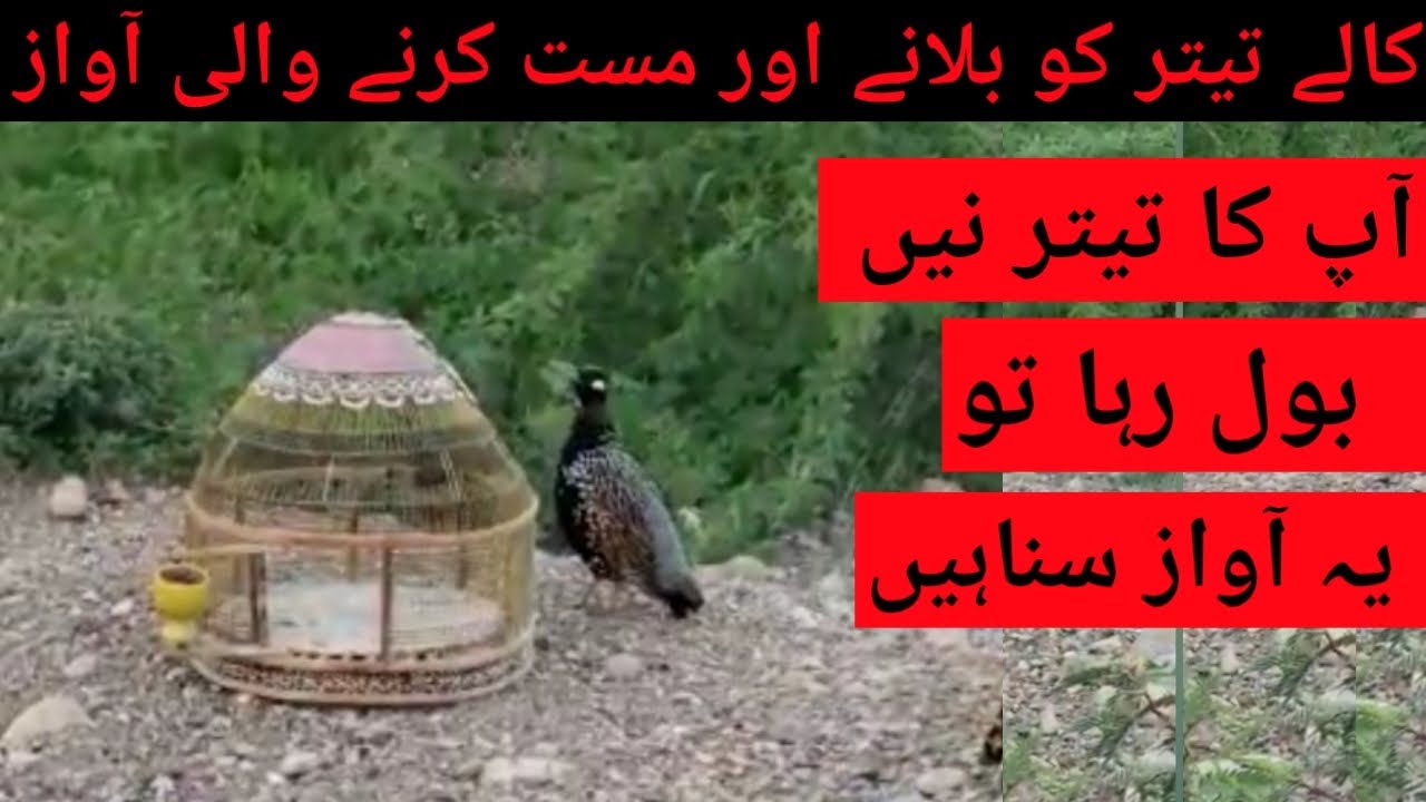 kala teetar ko jaldi mast karne wali awaz | black francolin masti ki awaz | #shehzad_birds