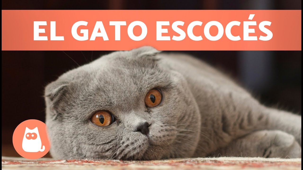 GATO SCOTTISH FOLD 🐱 ¡Características, Cuidados y Salud! 🐾