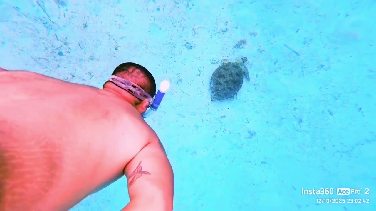 two turtles at exotic island in 