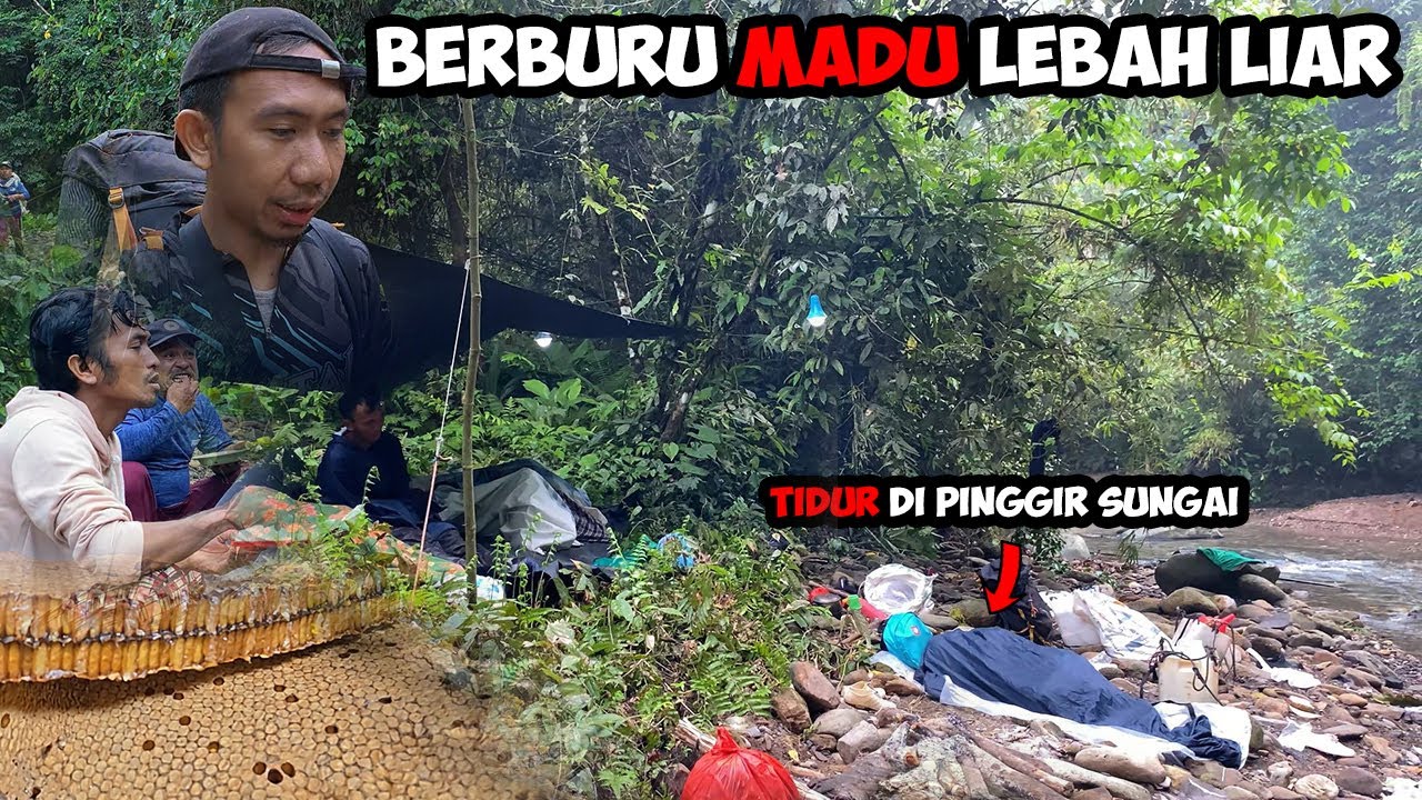 Berburu Madu Sialang Bermalam Di Pinggir Sungai Dalam Hutan Mencari Madu Sialang
