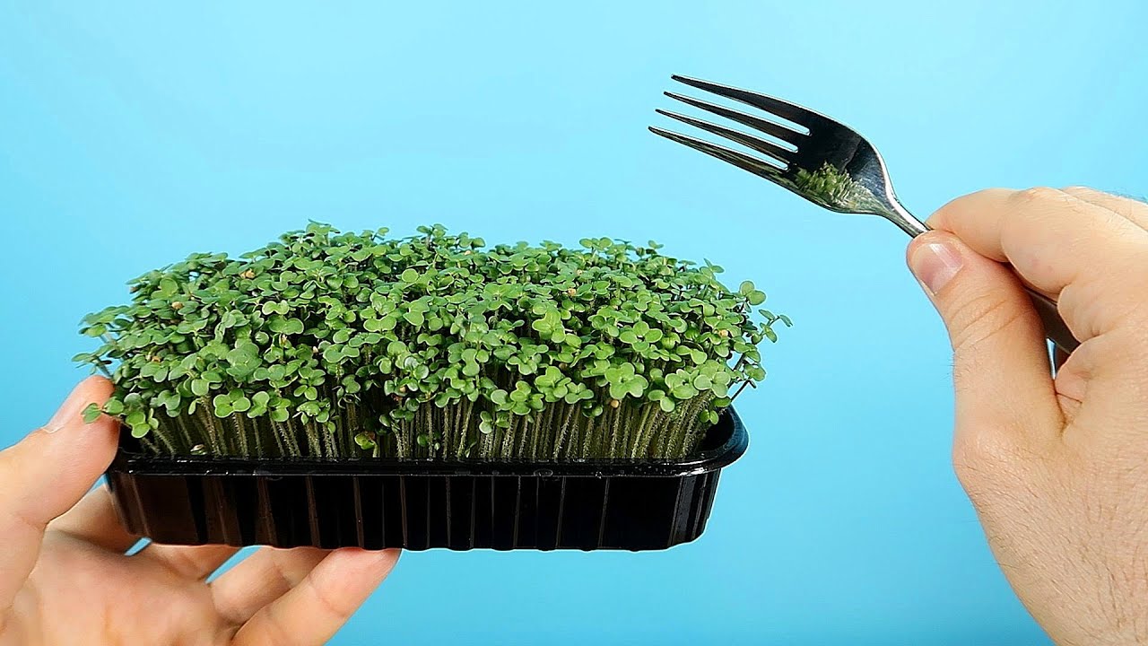C&Oacute;MO CULTIVAR MICROVEGETALES COMESTIBLES EN CASA EN 6 D&Iacute;AS