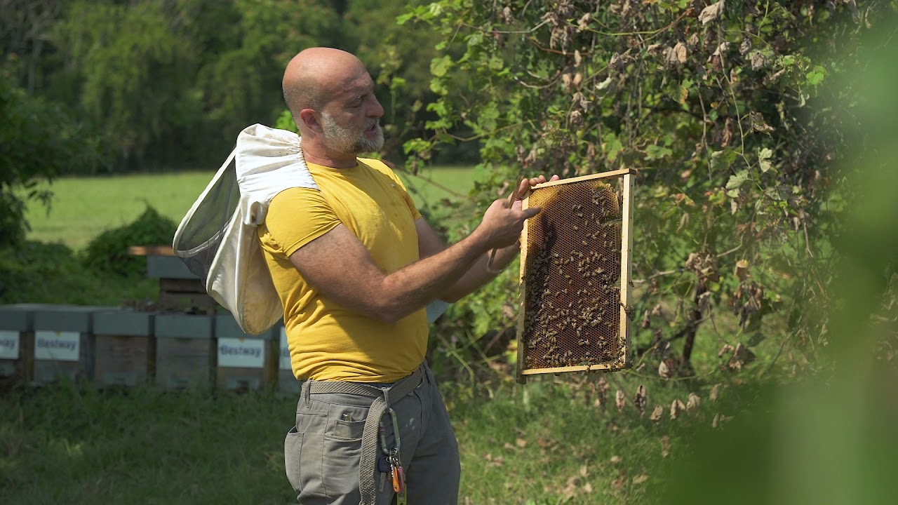 NaturaS&igrave; | Scopri perch&eacute; le api sono importanti