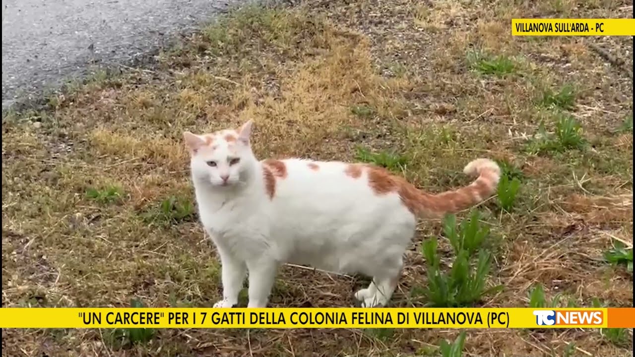 “Un carcere” per i 7 gatti della colonia felina di Villanova (PC)