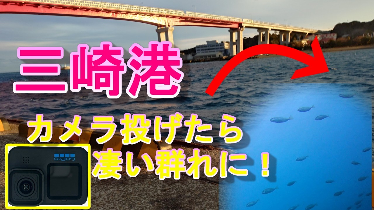 【三崎港水中映像】三崎港でカメラ投げたらすごい群れ！カレイ？ヒラメ？も！