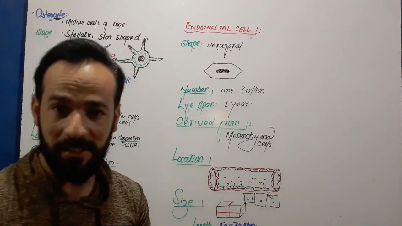 Connective Tissue | Cells of Connective Tissue | Pericytes cell | What are Pericytes