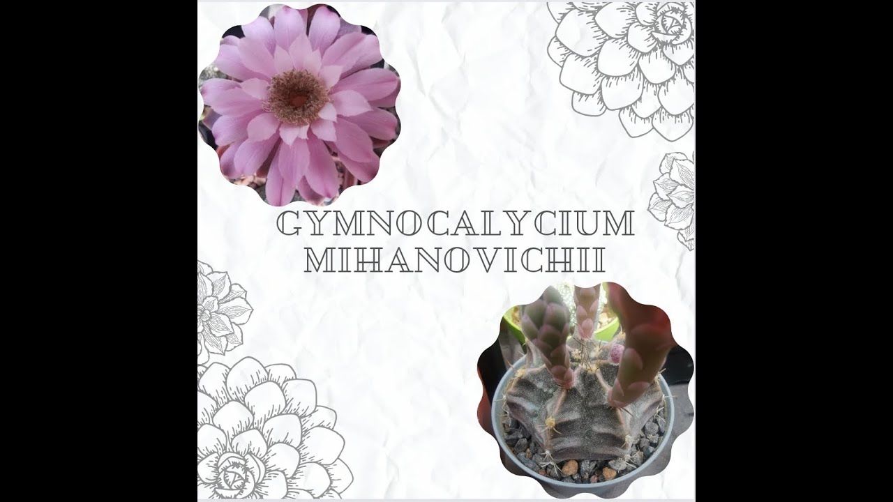 Gymnocalycium Mihanovichii