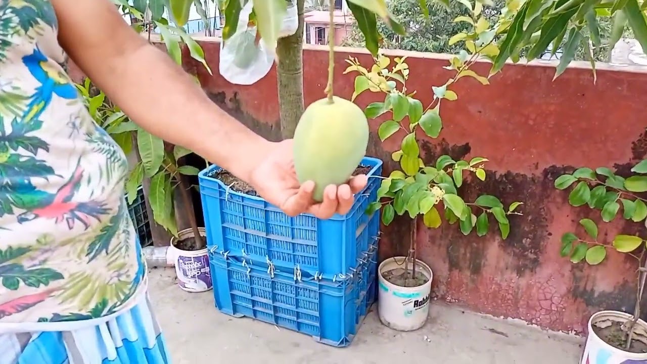 ছাদ বাগানে বারি১১আম পেরেছি ৮টা