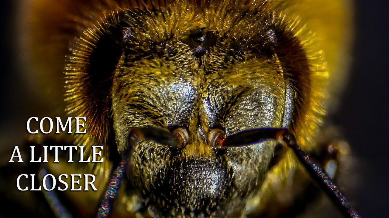 Honey Bees Under a Microscope Close up Bee Anatomy, Drone & Worker with Music, No Narration