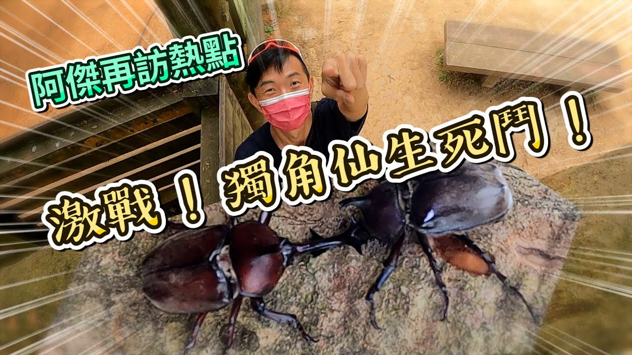 熱血阿傑超狂生態課！超級決戰獨角仙 明年夏季必要現場體驗 Trypoxylus