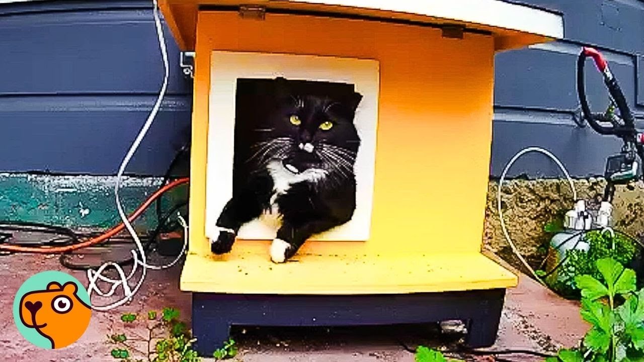 Stray Cat Sleeps In His OWN House, Man Can’t Believe It! | Cuddle Buddies